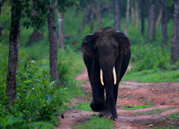 South India wildlife & cultural tour